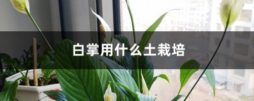 白掌用什么土栽培