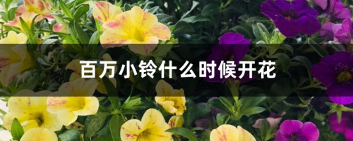 百万小铃什么时候开花