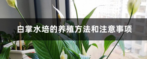 白掌水培的养殖方法和注意事项