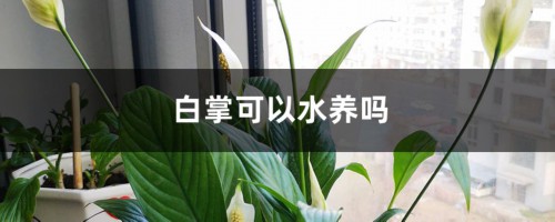 白掌可以水养吗，水培好还是土培好