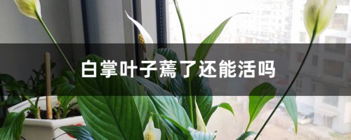 白掌叶子蔫了还能活吗