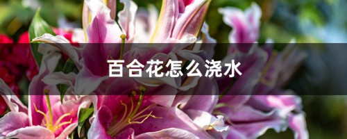 百合花怎么浇水