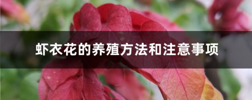 虾衣花的养殖方法和注意事项