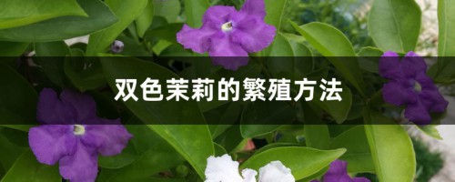 双色茉莉的繁殖方法