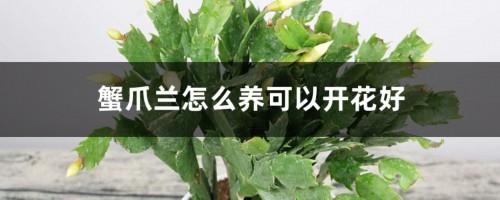 蟹爪兰怎么养可以开花好