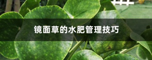 镜面草的水肥管理技巧